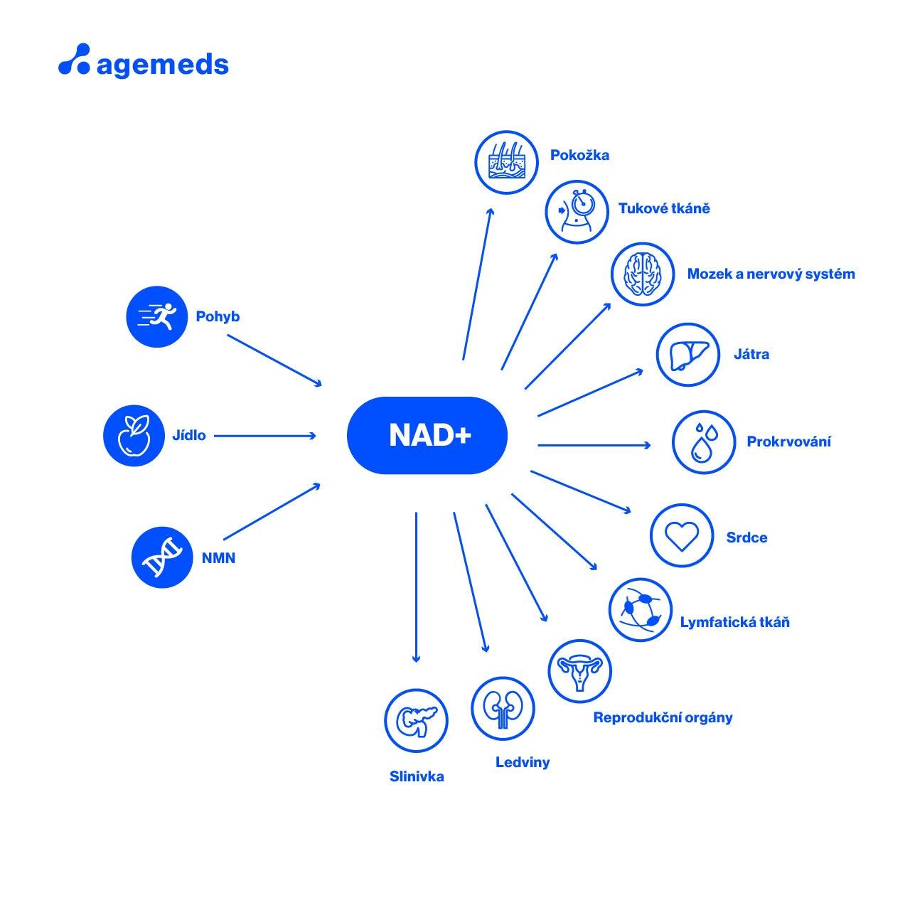 agemeds | NMN (Nikotinamid mononukleotid), 20g NMN, β-Nicotinamid Mononucleotid, 20 g agemeds